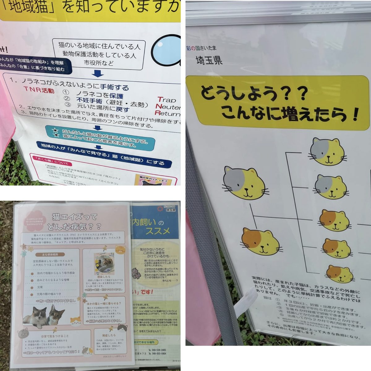 しっぽのしらべ 写真2